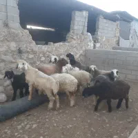 بده نر نقلی