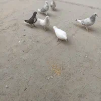 7عدد کبوتر نژاد دار|پرنده|شهریار, شهرک مصطفی خمینی|دیوار