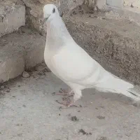 کبوتر شامی پلاکی