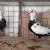 کبوتر سینه مشهدی عتیقه اصل