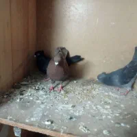 سه تا کبوتر دوتا ماده یک نر معاوضه باکبوتر