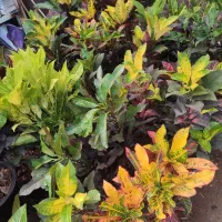 گل گیاه یاس نسترن آپارتمانی  میدان آزادی