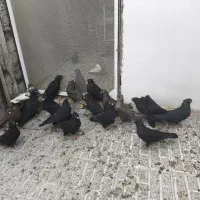 فروش 25عدد زاغ آبادانی قیمت مناسب|پرنده|شاهین‌شهر, فردوسی|دیوار