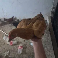جوجه مرغ