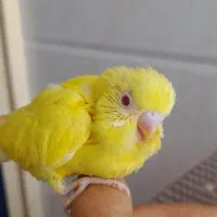 جوجه مرغ عشق فول دستی سرلاکی
