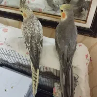 عروس هلندی