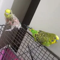 مرغ عشق نر.ماده|پرنده|خوی, |دیوار