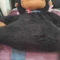 عروسک گوریل خیلی بزرگ