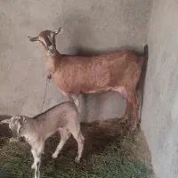 بز سومال با کهر نر|حیوانات مزرعه|تخت, |دیوار