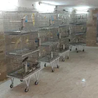 سالن عروس هلندی