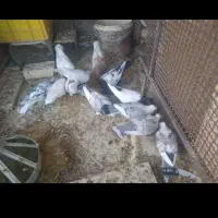 کفتر فروشی توافقی...|پرنده|اسفراین, |دیوار