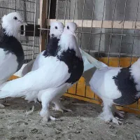 زاغ کاکلی،کفترکاشان طوقی سیاه کاکلی موچ پاه