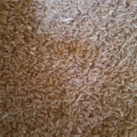 جودیم وگندم آبی رقم پیشگام