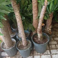گل اپارتمانی باباادم|گل و گیاه طبیعی|نیشابور, ابراهیم ادهم|دیوار