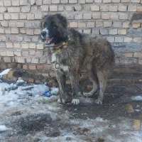 کوچوک ۹ ماه افغان بضمانت گله