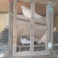 کبوتر فروشی|پرنده|کاخک, |دیوار