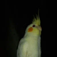 عروس هلندی گمشده