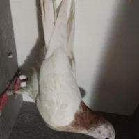 کفتر جوجه|پرنده|تهران, کوثر|دیوار