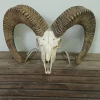 شاخ قوچ دکوری انتیک