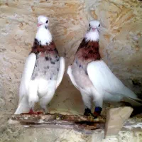 کبوتر