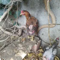 مرغ تخم گذار