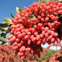 خرید شاخه زرشک