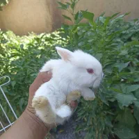 خرگوش های جرسی لوپ  دونی 450