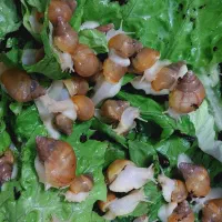 حلزون آچاپیتا تعداد زیاد