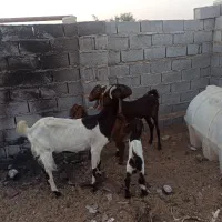 بز مطفل|حیوانات مزرعه|خرمشهر, |دیوار