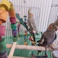 عروس هلندی ۳ ماهه|پرنده|محمدیه-قزوین, |دیوار