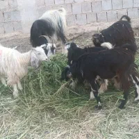 بره وکهره علف خوار|حیوانات مزرعه|شیراز, وزیرآباد|دیوار