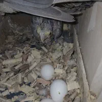 یک جفت عروس هلندی با جوجه دون خور به همراه ۴تخم