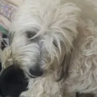 شیتزو|سگ|بندر کنگان, |دیوار