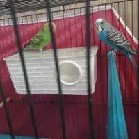 مرغ عشق|پرنده|محمدیه-قزوین, |دیوار