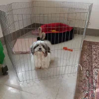 سگ آپارتمانی ۳ماهه سایز ریز