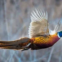 فروشی|پرنده|میبد, |دیوار