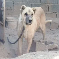 سگ سرابی نر