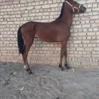 کره نریان ۱ساله