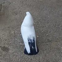 کبوتر دم سیاه