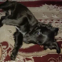 سگ مشکی پا کوتا