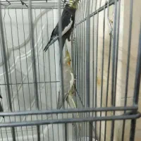 جفت مولد عروس هلندی به همراه 5 تا جوجه|پرنده|باقرشهر, |دیوار