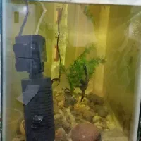 ماهی آکواریوم|ماهی|مشهد, کشاورز|دیوار