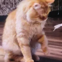 گربه