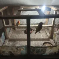 طوطی برزیلی