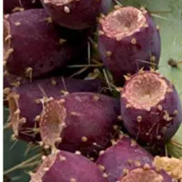 میوه کاکتوس اپونتیا|خوردنی و آشامیدنی|قم, حاج زینل|دیوار