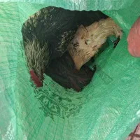 دو عدد خروس دانه ی ۵۵۰ هزار تومان