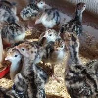 جوجه بوقلمون 10روزه|حیوانات مزرعه|تربتحیدریه, میدان مرکزی|دیوار