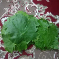 برگ مو کشمشی