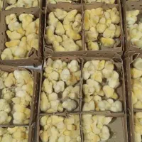 جوجه گوشتی نژاد راس کاملن اصلاح شده