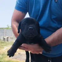 کن کورسو ماده ۱۴ماهه باسابقه یکبار زایمان سالم|سگ|کومله, |دیوار